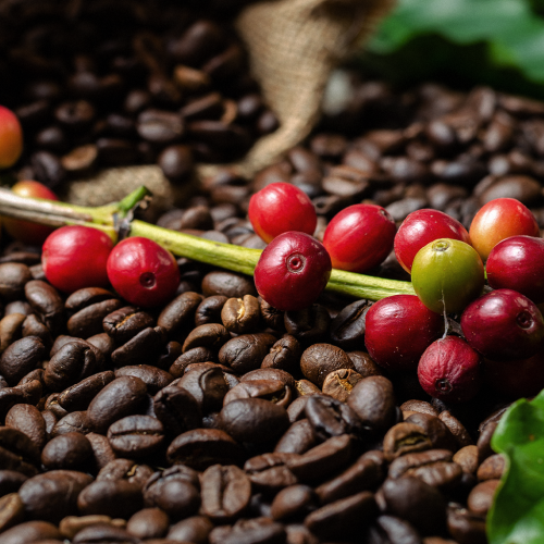 Café brasileiro bate recordes de produtividade