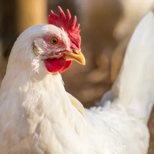 Brasil registra primeiro caso de gripe aviária em granja comercial; China suspende importação de frango