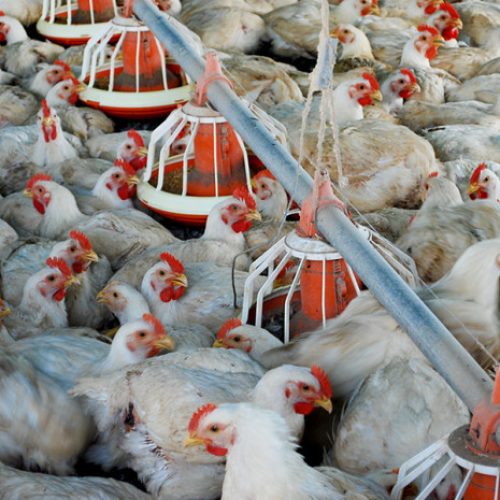 Exportação de carne de aves do Brasil sofre queda de 12,9% em maio devido à gripe aviária