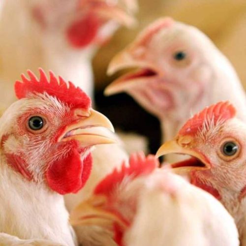 Brasil enfrenta queda nos preços do frango devido a impacto na exportação