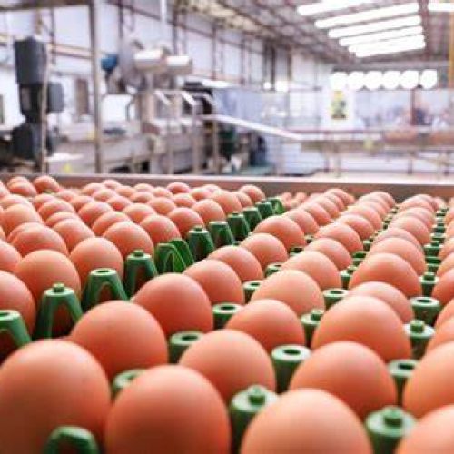 Exportação de ovos do Brasil para os EUA dispara após surto de gripe aviária